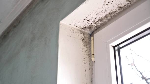 Water Damage Restoration in Clara City, MN