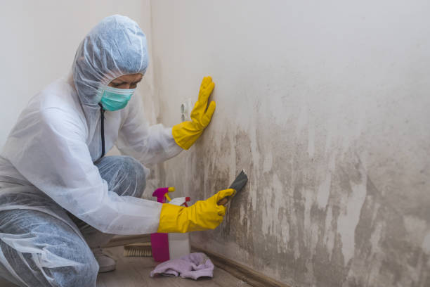 Best Attic Mold Removal  in Clara City, MN